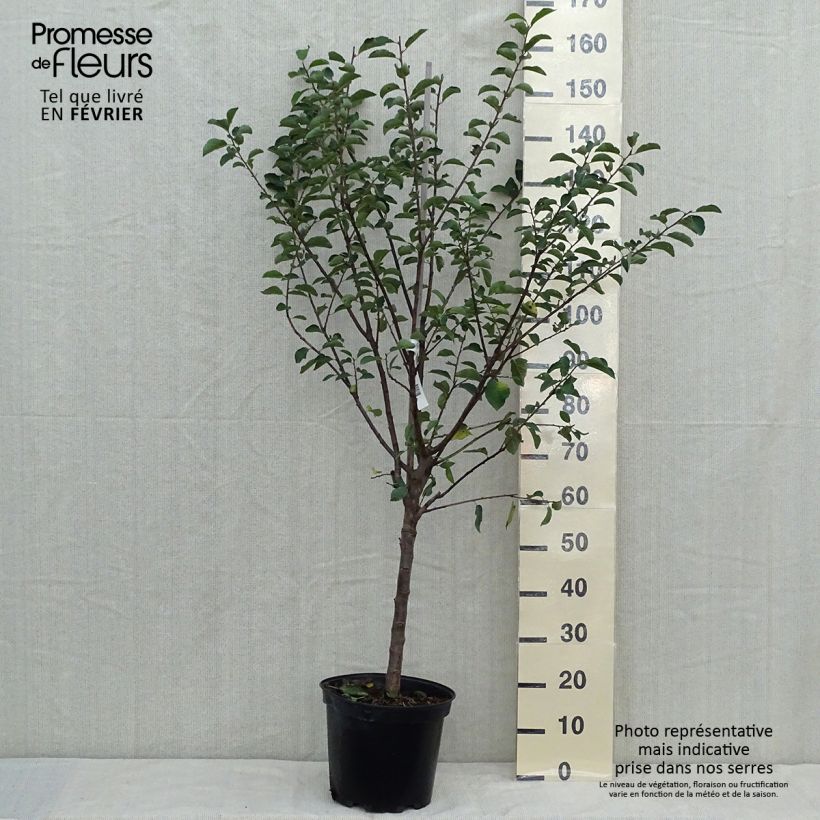 Exemplaar van Mirabelle van Nancy Pot van 7,5 l/10 l, Kelkvormig zoals geleverd in de herfst