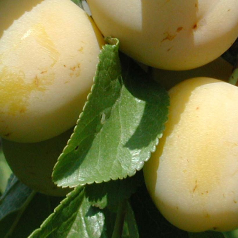 Pruim Miraclaude Georges Delbard (Blad)