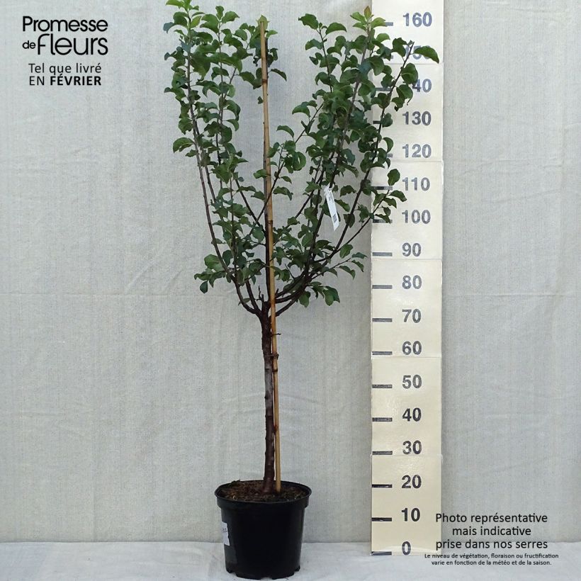 Exemplaar van Pruim Monsieur Hatif Pot van 7,5 l/10 l, Kelkvormig zoals geleverd in de herfst