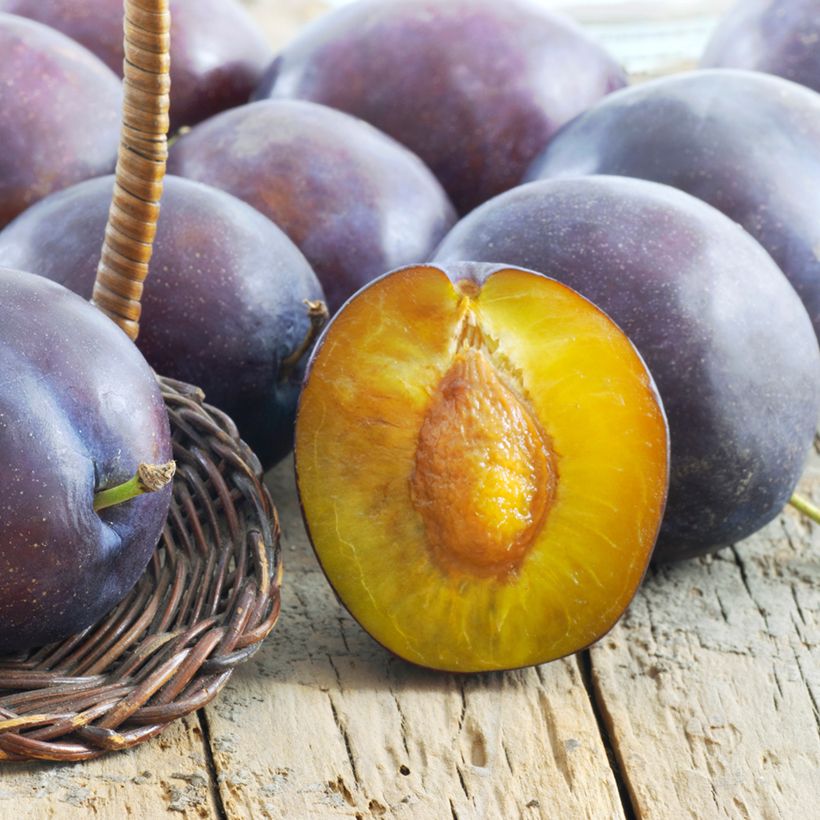 Pruim President (Oogst)