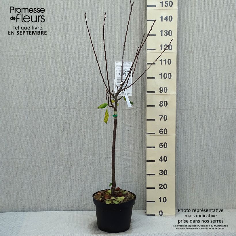 Exemplaar van Prunier Prune d'Ente - Pruneau d'Agen  Pot de 7,5L/10L, Gobelet zoals geleverd in de herfst