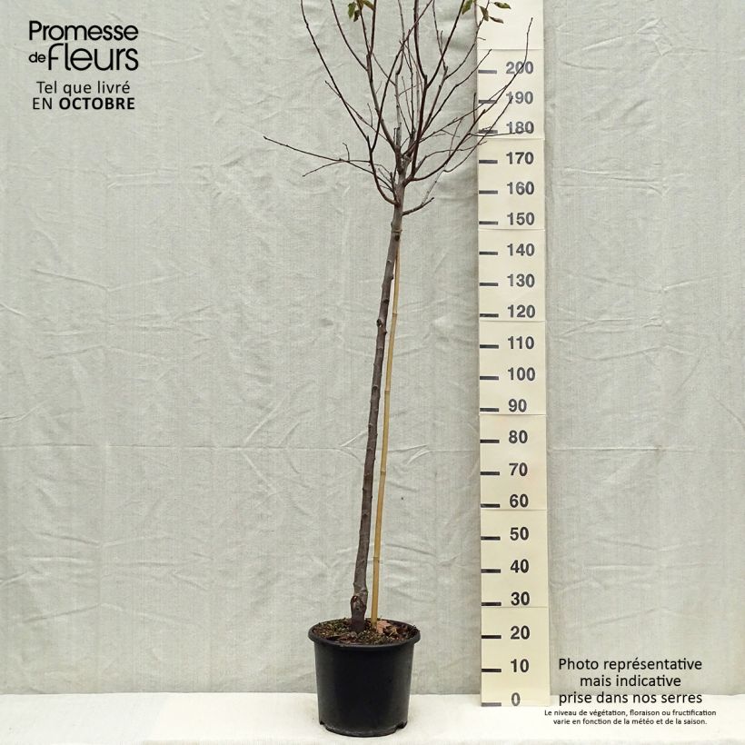 Exemplaar van Pruim van Ente Pot van 12 l/15 l, Half-hoge stam zoals geleverd in de herfst