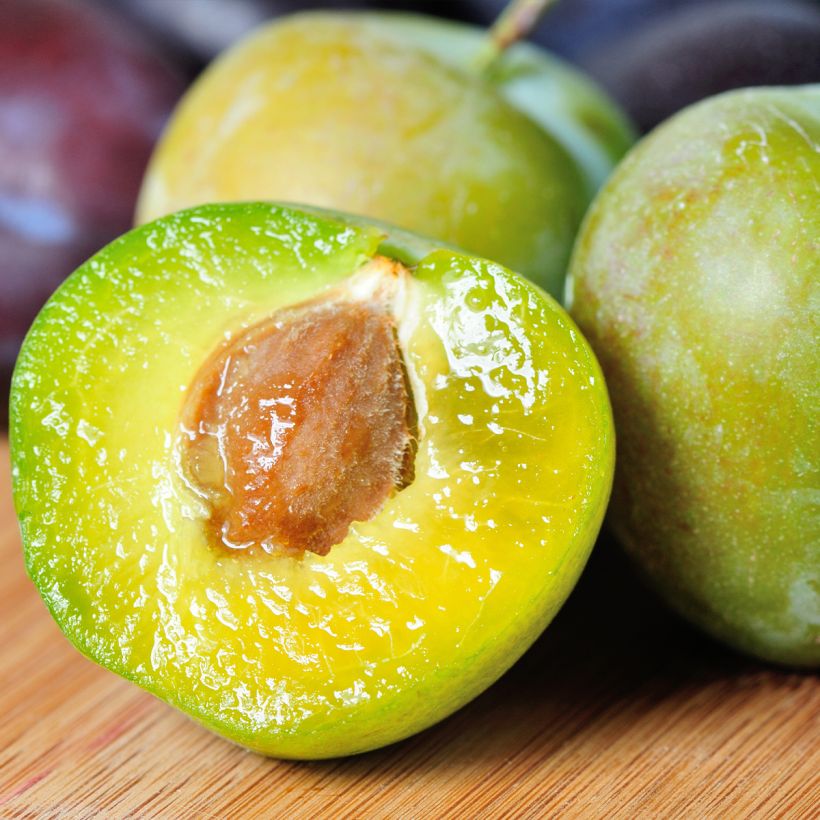 Pruim Reine Claude De Juillet (Oogst)