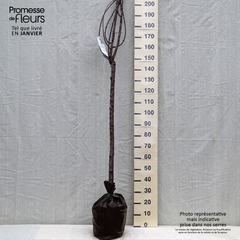 Exemplaar van Pruim Witte kwets van Létricourt Plantklare kluit, Half-hoge stam zoals geleverd in de winter