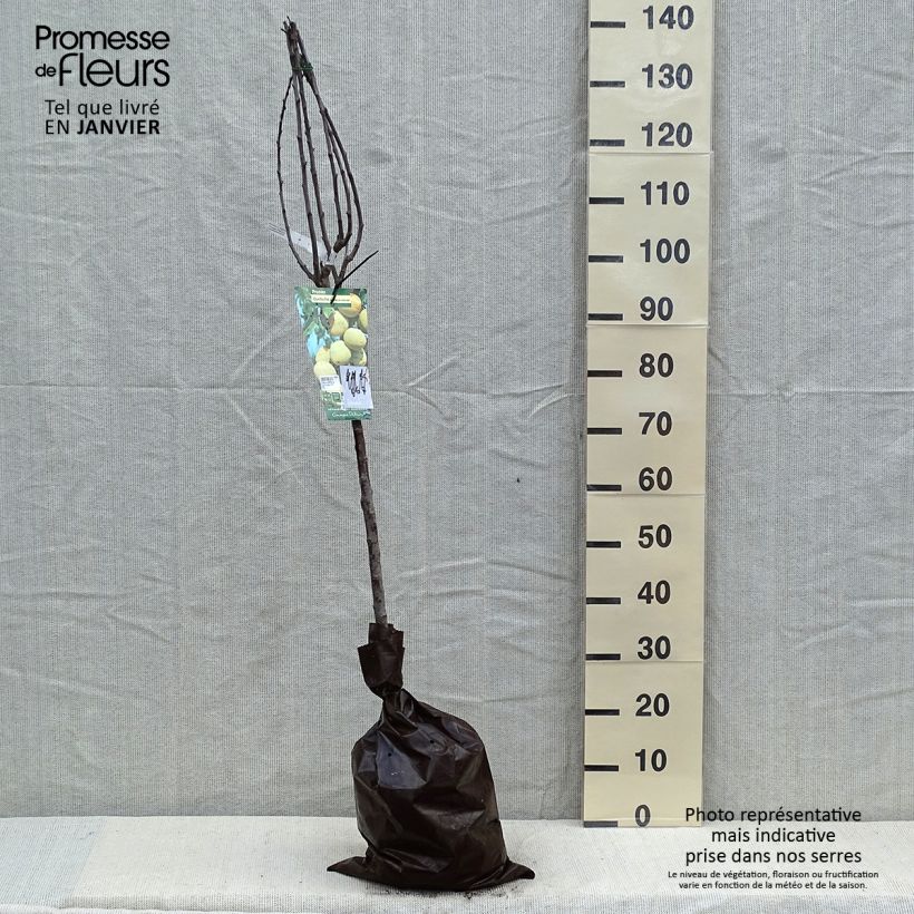 Exemplaar van Pruim Witte kwets van Létricourt Plantklare kluit, Kelkvormig zoals geleverd in de winter