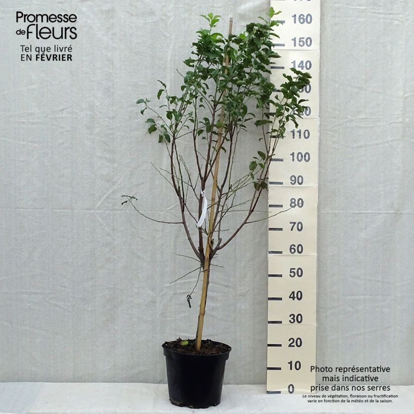Exemplaar van Elzasser kwets Pot van 7,5 l/10 l, Kelkvormig zoals geleverd in de herfst