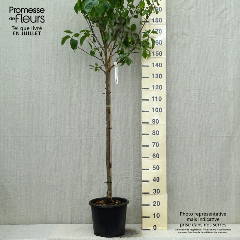 Exemplaar van Pruim Groene Reine Claude Pot van 7,5 l/10 l, Half-hoge stam zoals geleverd in de zomer