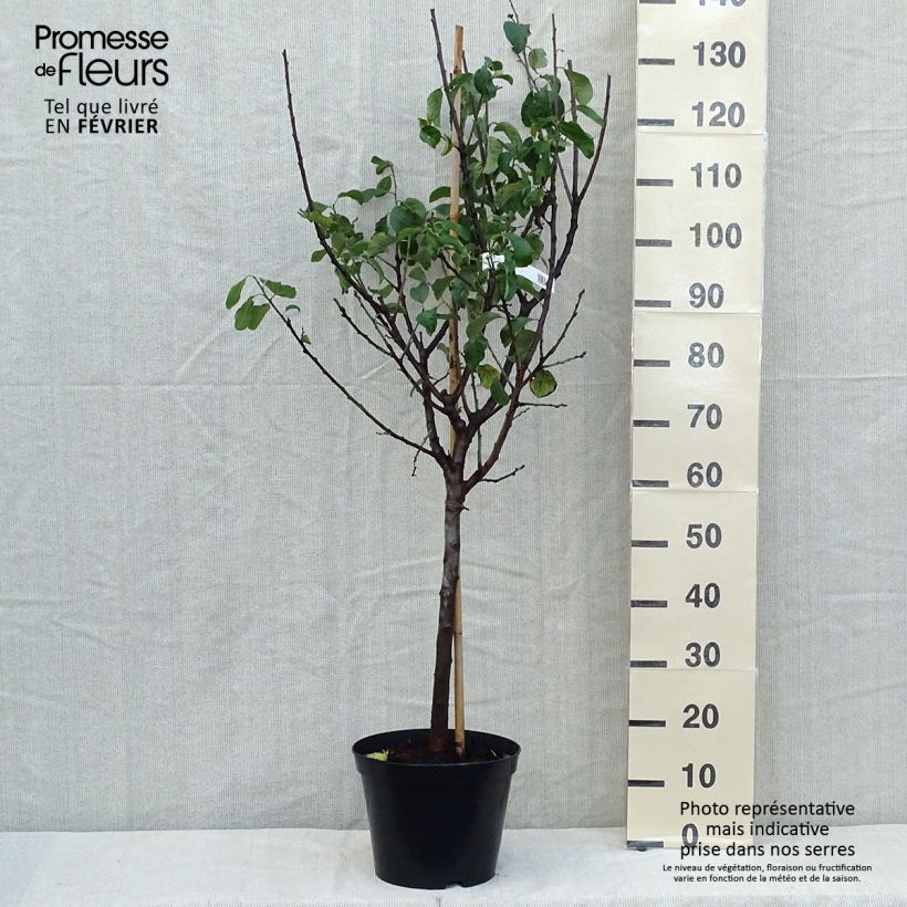Exemplaar van Pruim Reine Claude van Moissac Pot van 7,5 l/10 l, Kelkvormig zoals geleverd in de herfst