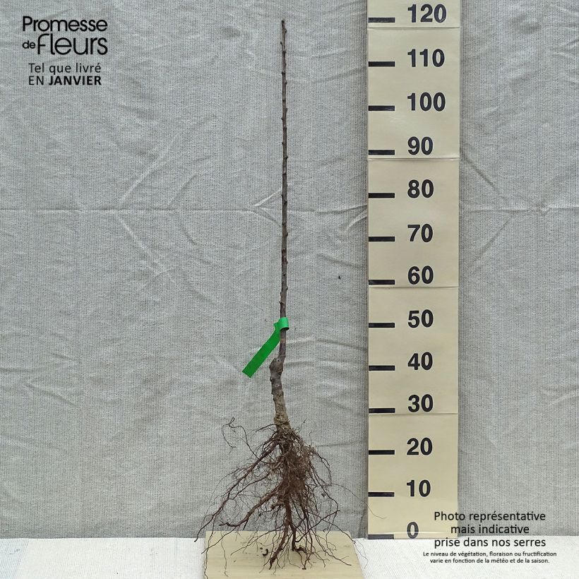 Exemplaar van Pruim Reine Claude de Bavay BIO Naakte wortel, Onderstam zoals geleverd in de winter