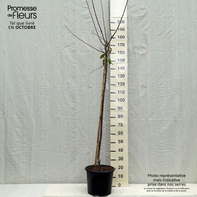 Exemplaar van Pruim Reine Claude de Bavay Pot van 12 l/15 l, Half-hoge stam zoals geleverd in de herfst