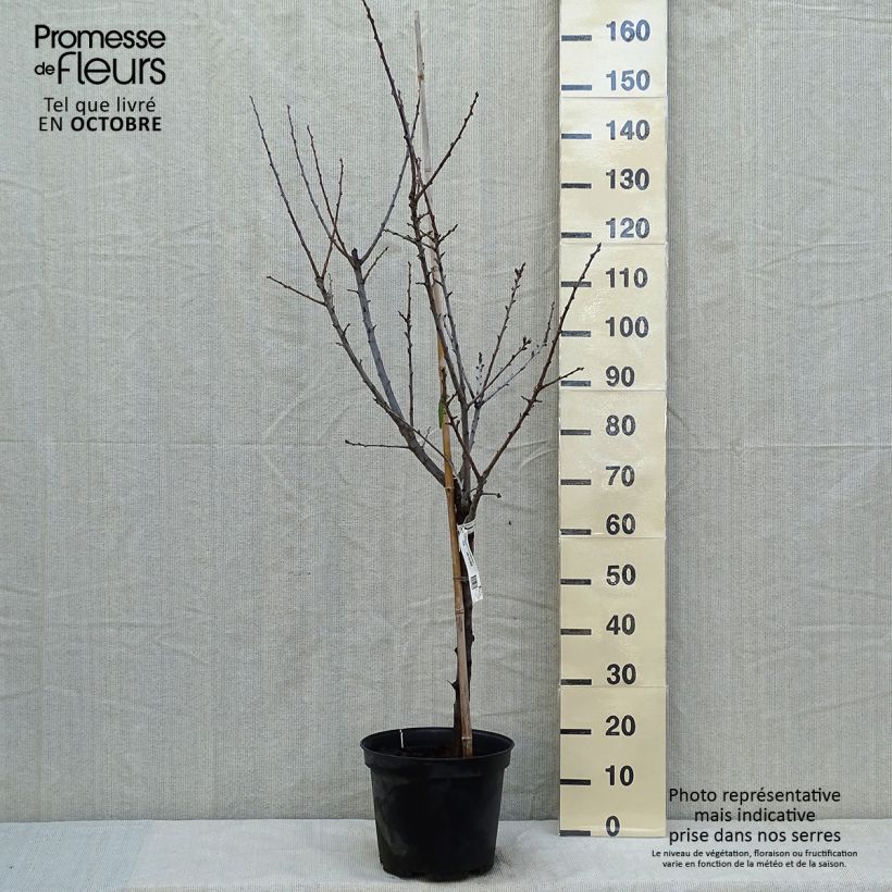 Exemplaar van Pruim Reine Claude de Chambourcy BIO Pot van 7,5 l/10 l, Kelkvormig zoals geleverd in de herfst
