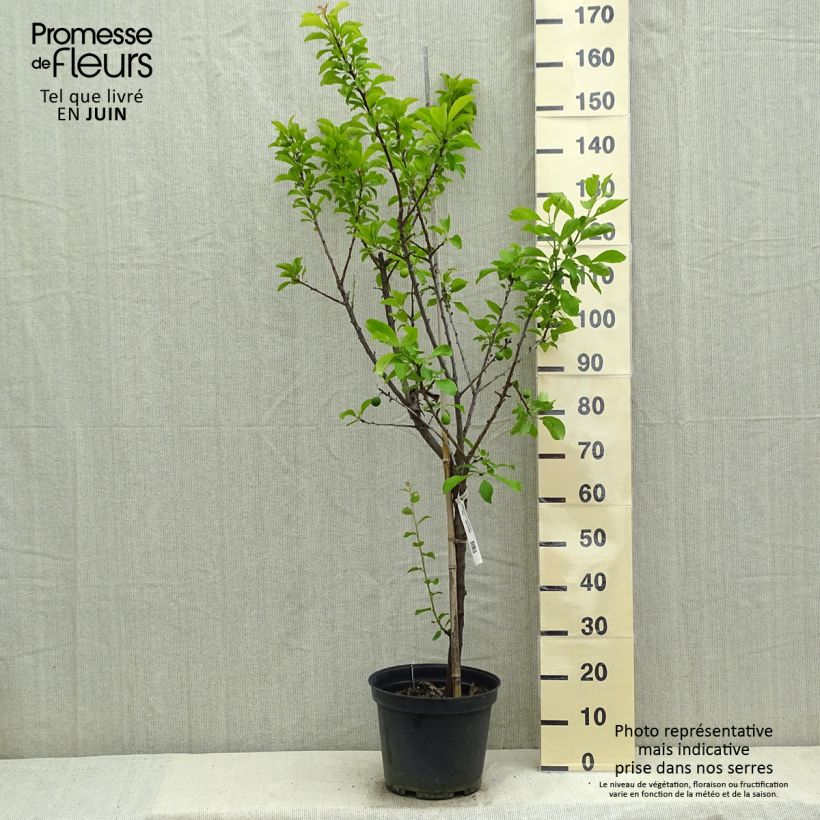 Exemplaar van Pruim Reine Claude de Chambourcy BIO Pot van 7,5 l/10 l, Kelkvormig zoals geleverd in de lente