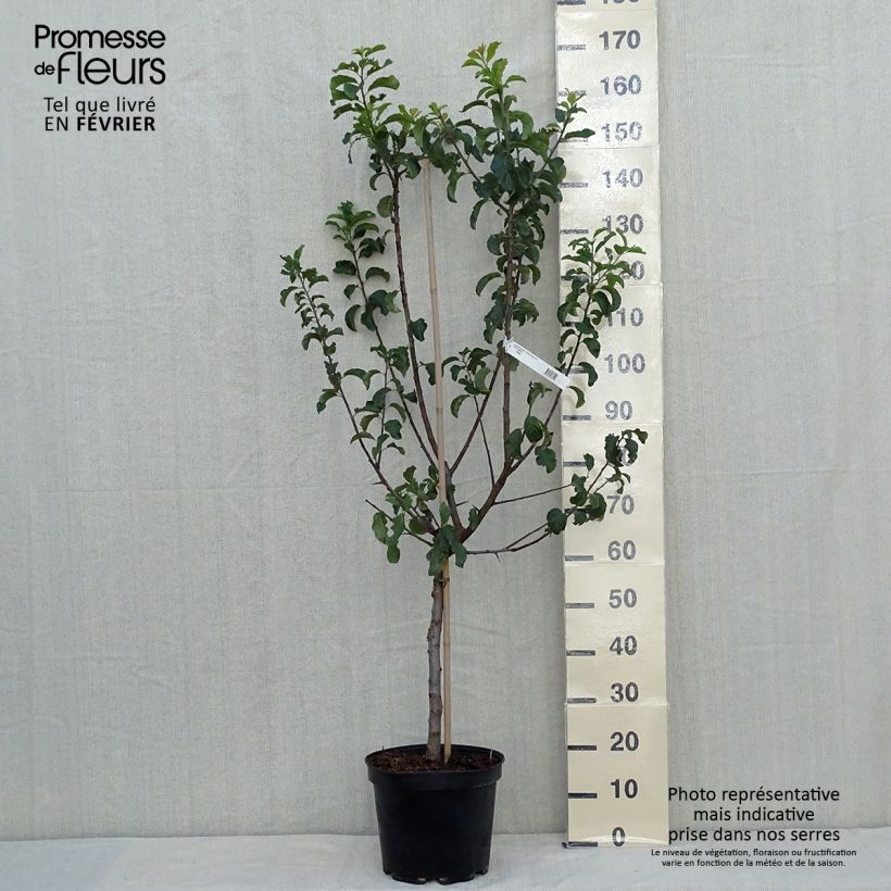 Exemplaar van Pruim Reine Claude Violette Pot van 7,5 l/10 l, Kelkvormig zoals geleverd in de herfst