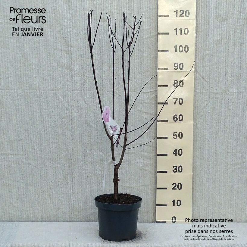 Example of Prunus cerasifera Nigra - Kerspruim Pot van 7,5 l/10 l as you get in hiver