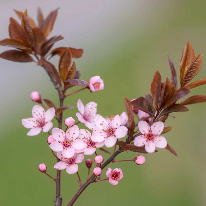 Prunus cerasifera Nigra - Kerspruim (Bloei)