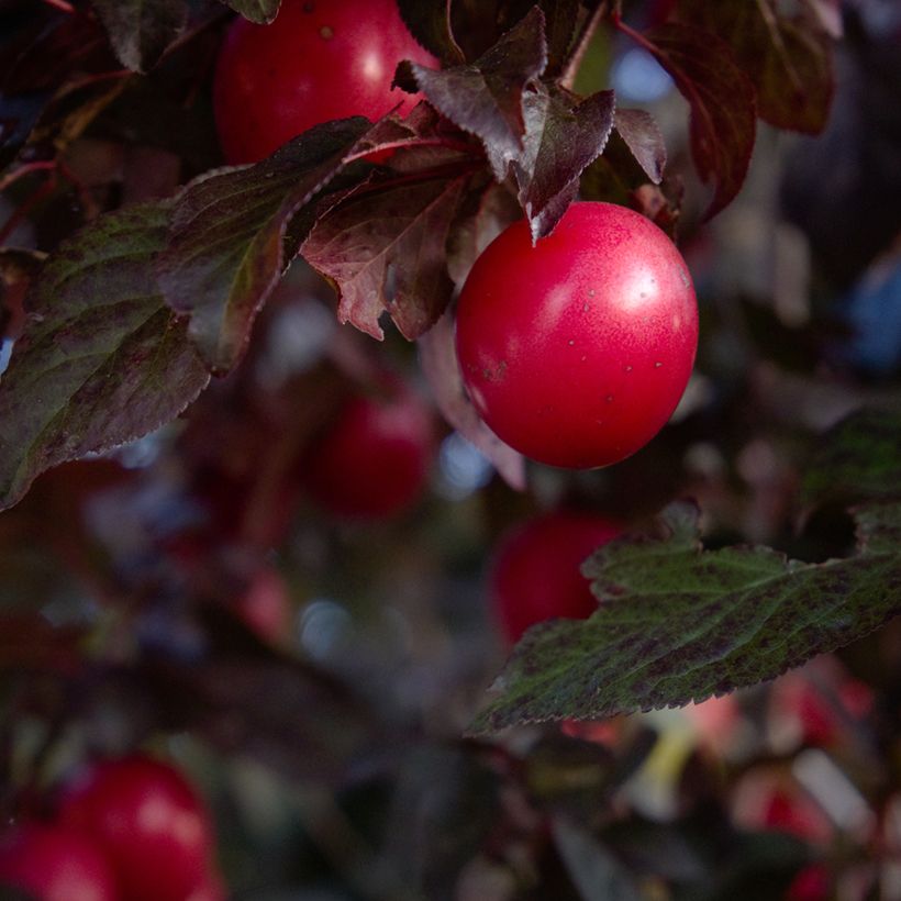 Prunus cerasifera Nigra - Kerspruim (Oogst)