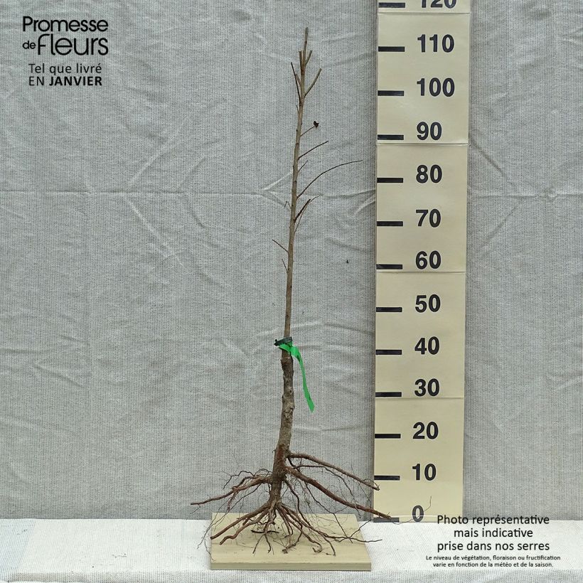 Exemplaar van Japanse pruim Allo BIO Naakte wortel, Onderstam zoals geleverd in de winter