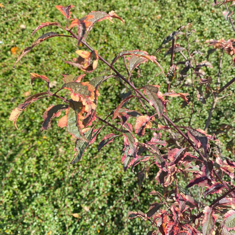 Prunus cerasifera Hessei - Kerspruim (Foliage)