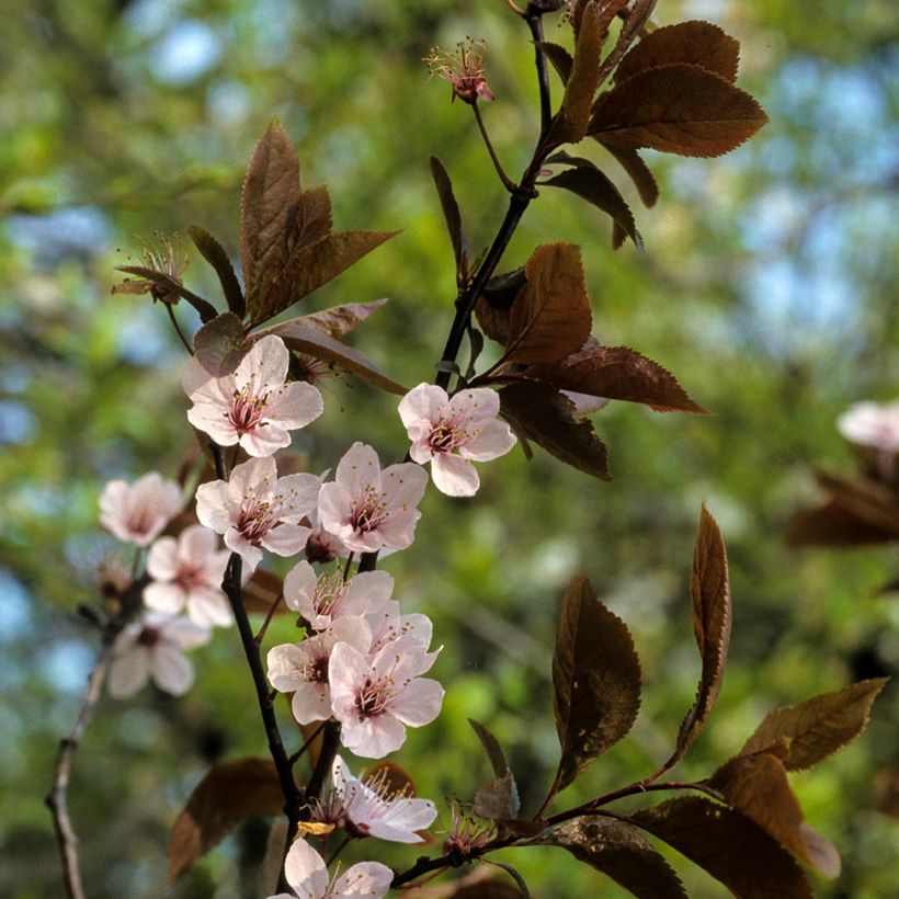 Prunus cerasifera Pissardii - Kerspruim (Bloei)