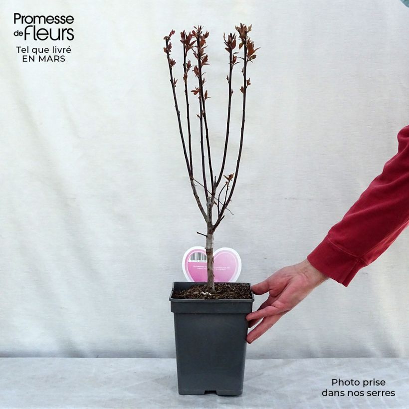 Exemplaar van Prunus cerasifera Pissardii - Kerspruim Pot van 4 l/5 l zoals geleverd in de lente