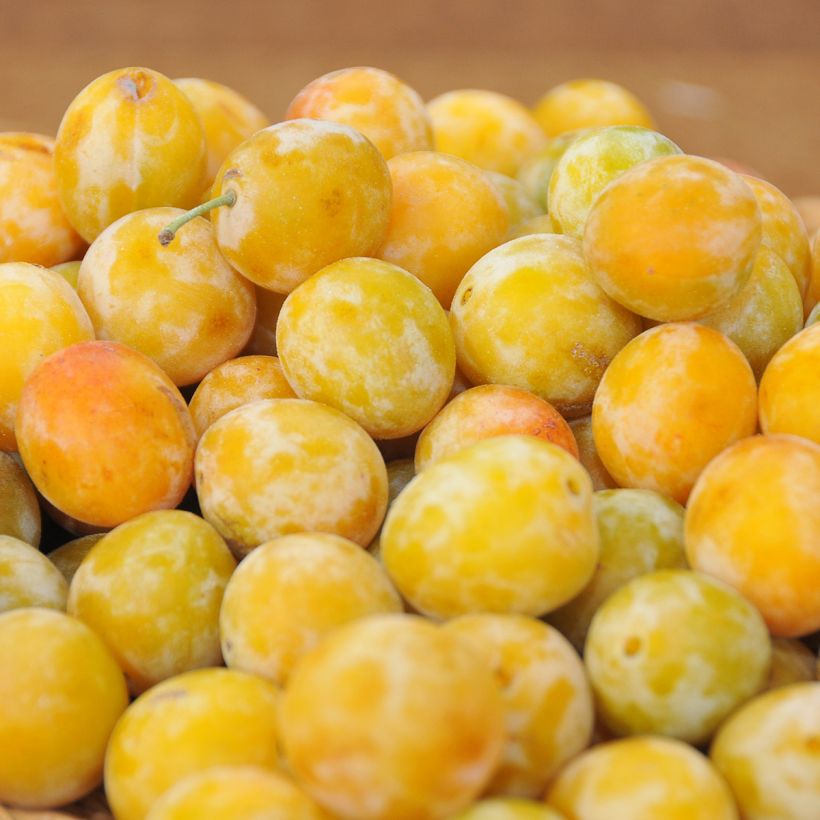 Pruim Reine Claude d'Oullins (Oogst)