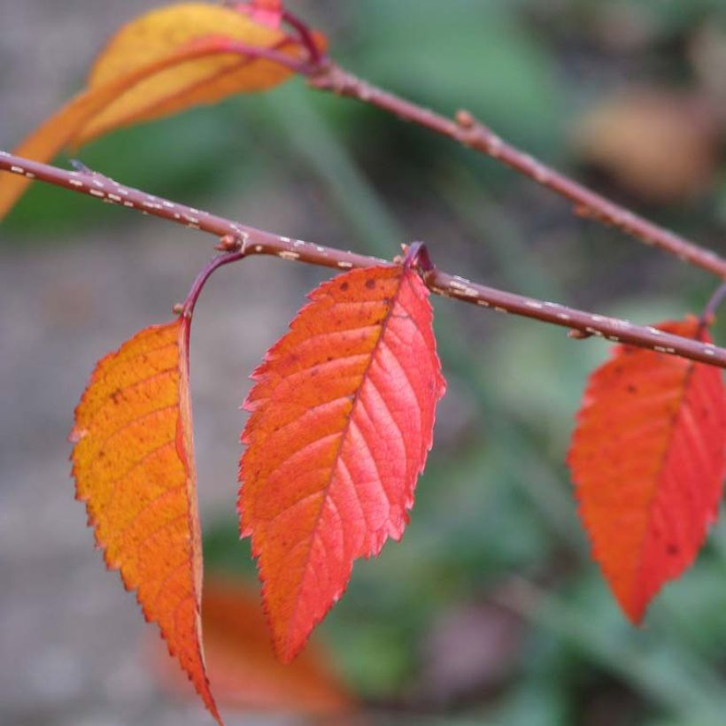 Prunus Okame - Japanse sierkers (Foliage)