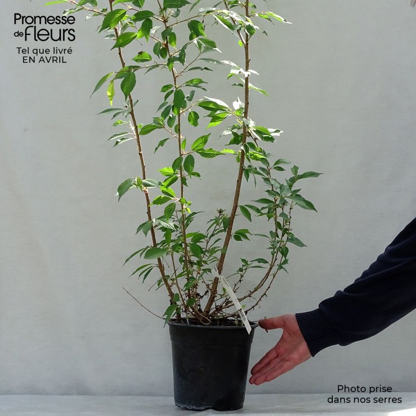 Exemplaar van Prunus Okame - Japanse sierkers Pot van 4 l/5 l zoals geleverd in de lente