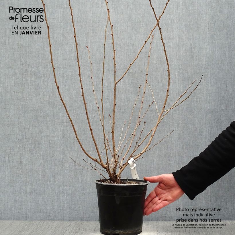 Example of Prunus Okame - Cerisier à fleurs Pot van 4 l/5 l as you get in hiver