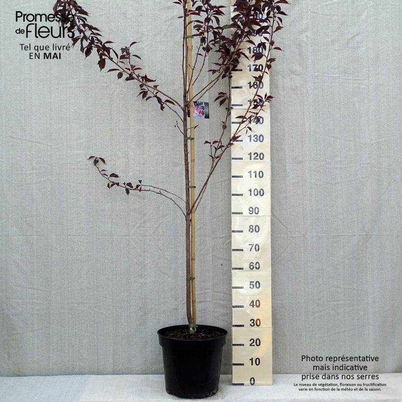Exemplaar van Prunus serrulata Royal Burgundy - Japanse sierkers Pot van 12 l/15 l zoals geleverd in de lente