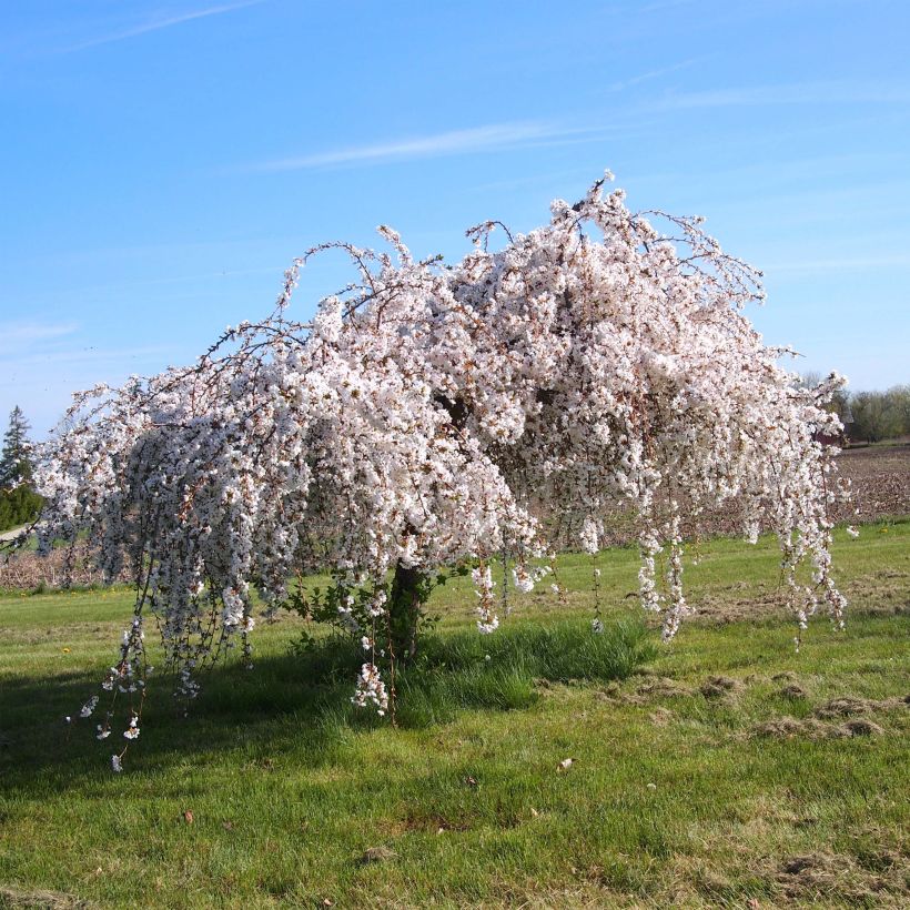 Prunus Snow Fountains - Japanse sierkers (Plant habit)