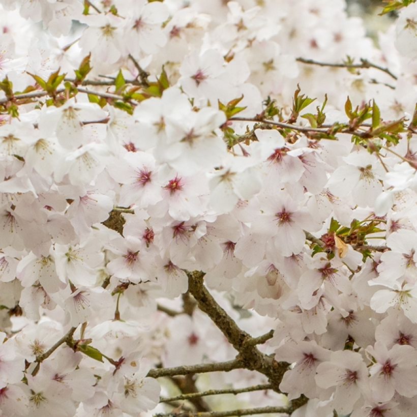 Prunus The Bride - Japanse sierkers (Flowering)