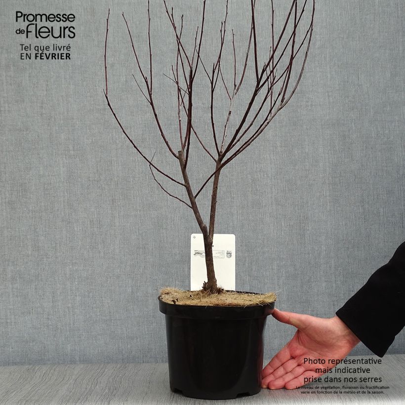 Example of Prunus cistena - Prunier des sables Pot van 4 l/5 l as you get in hiver