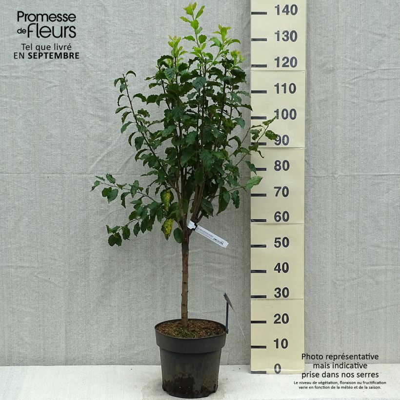 Exemplaar van Dwergpruim Hanna Pot van 7,5 l/10 l, Kwartstam zoals geleverd in de herfst