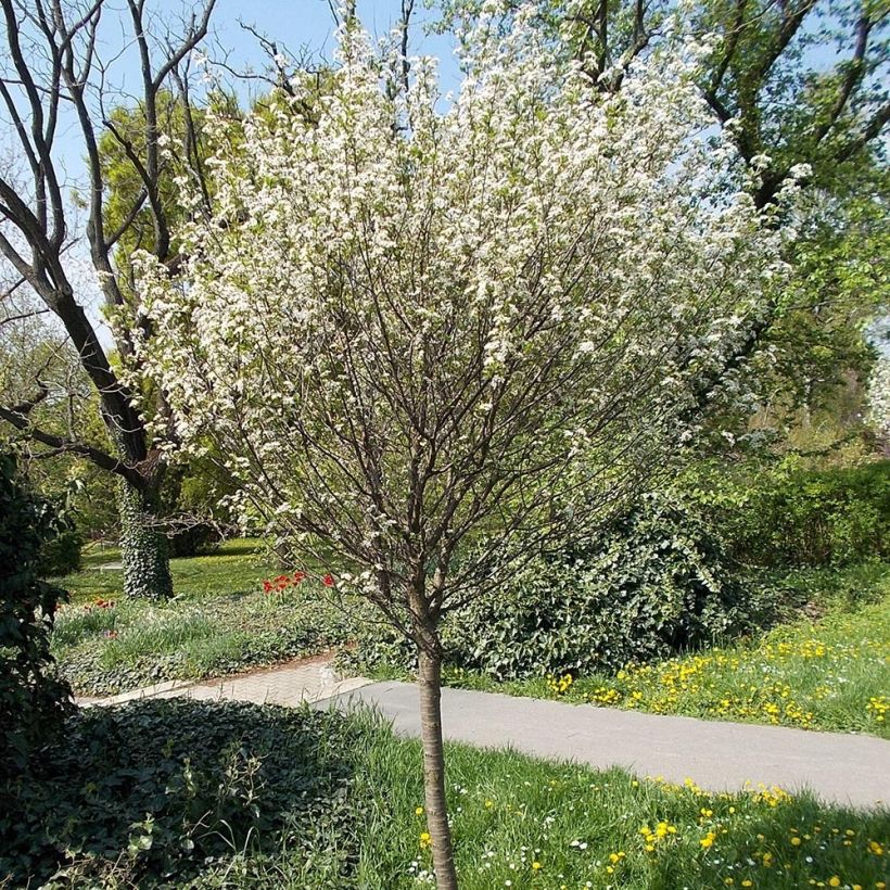 Prunus eminens Umbraculifera - Sierperzik (Groeiplaats)