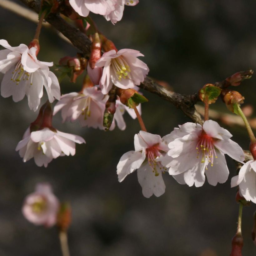 Prunus incisa Mikinori - Fuji-kers (Flowering)