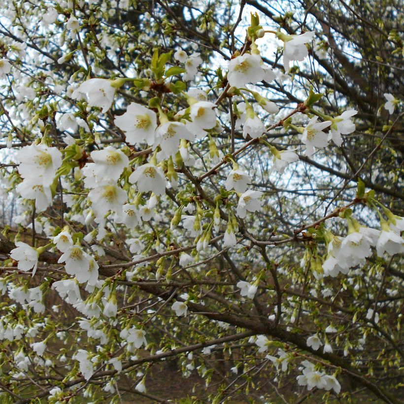 Prunus incisa Yamadei - Fuji-kers (Flowering)