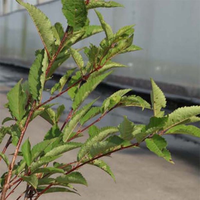 Prunus kurilensis Ruby - Sierkers (Foliage)