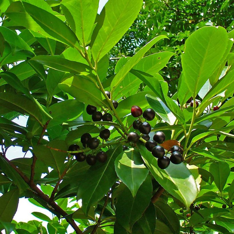 Prunus laurocerasus Etna - Laurierkers (Foliage)