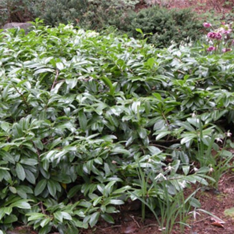 Prunus laurocerasus Mount Vernon - Laurierkers (Plant habit)