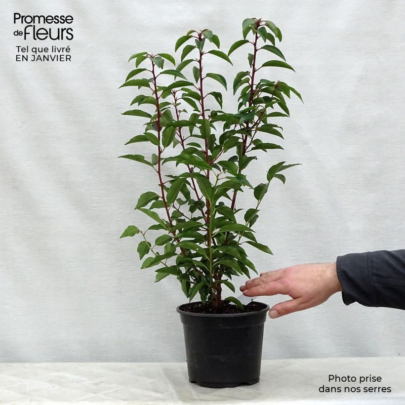 Example of Prunus lusitanica Angustifolia - Portugese laurier Pot van 3 l/4 l as you get in hiver