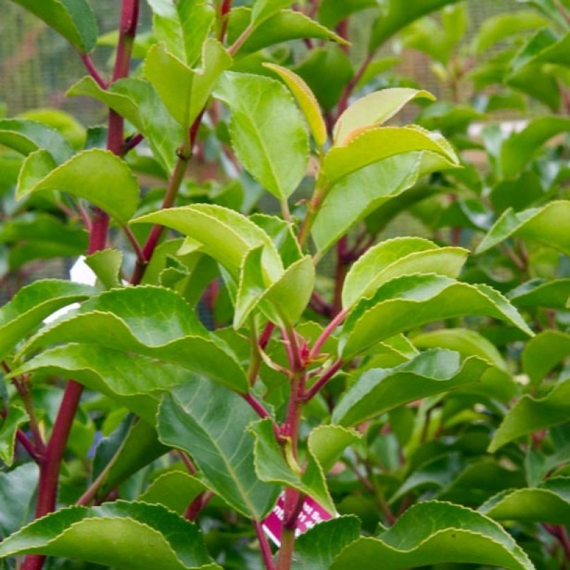 Prunus lusitanica Brenelia - Portugese laurier (Foliage)