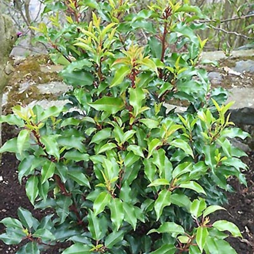Prunus lusitanica Brenelia - Portugese laurier (Plant habit)