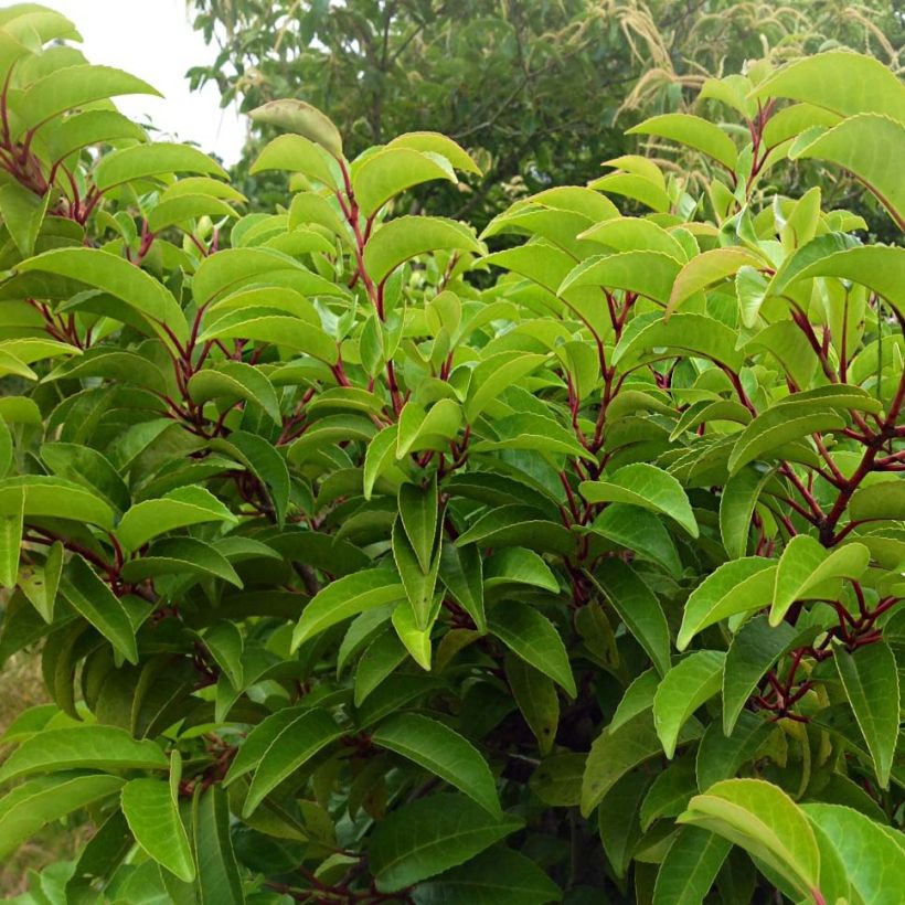 Prunus lusitanica Tico - Portugese laurierkers (Foliage)