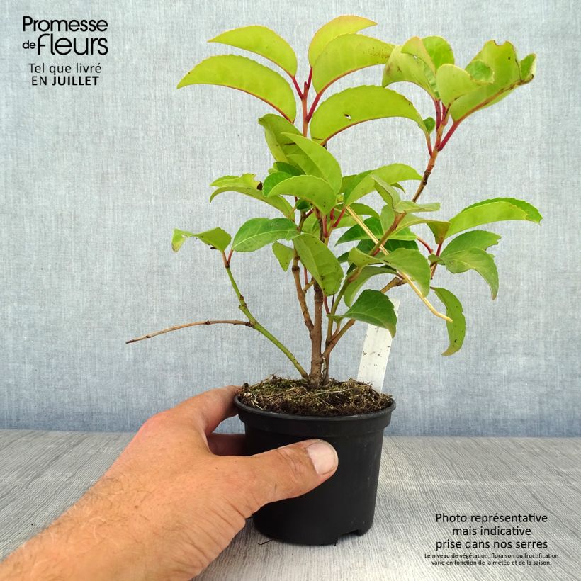 Exemplaar van Prunus lusitanica Tico - Portugese laurierkers Kweekpotje van 8/9 cm zoals geleverd in de zomer