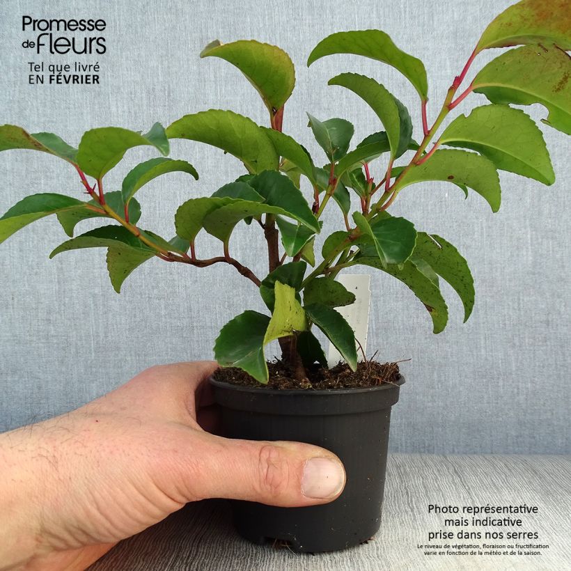 Example of Prunus lusitanica Tico - Laurier des Açores Kweekpotje van 8/9 cm as you get in hiver