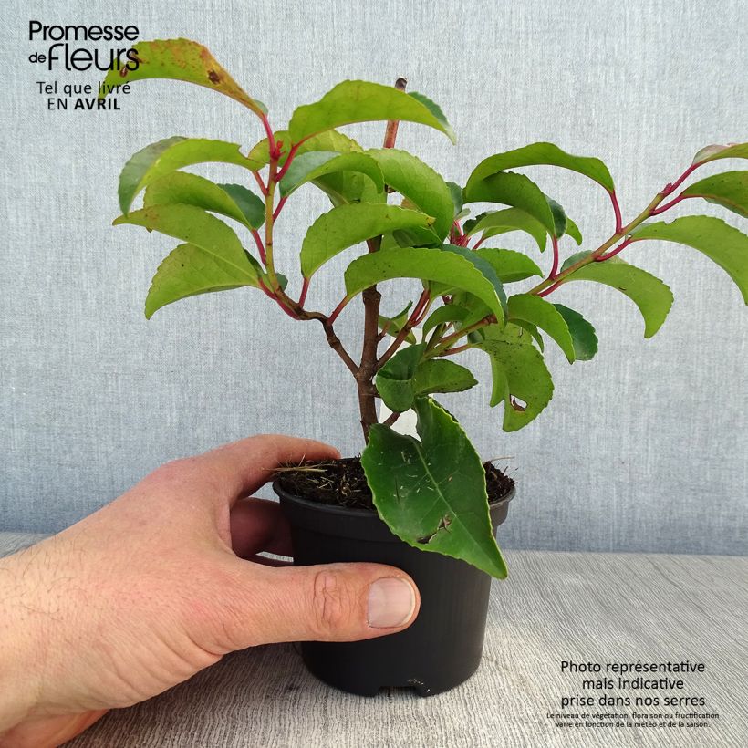 Exemplaar van Prunus lusitanica Tico - Portugese laurierkers Kweekpotje van 8/9 cm zoals geleverd in de lente