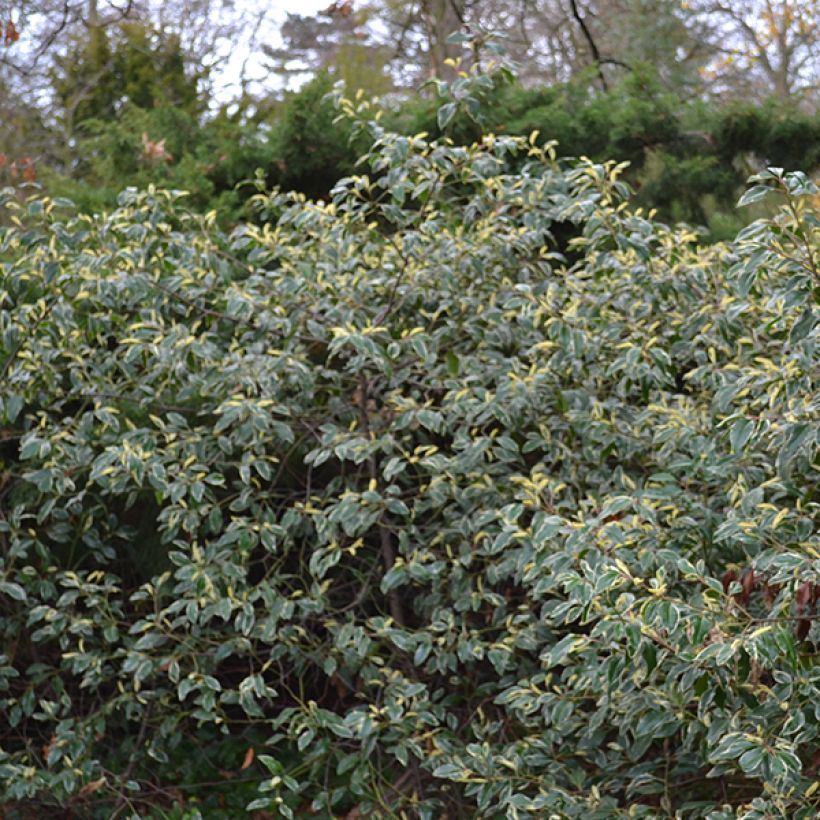 Prunus lusitanica Variegata - Portugese laurier (Plant habit)