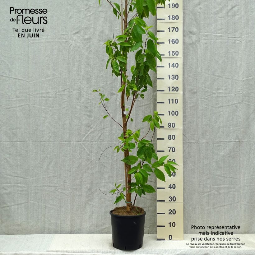 Example of Prunus maackii Amber Beauty - Cerisier de Mandchourie Pot van 12 l/15 l as you get in printemps
