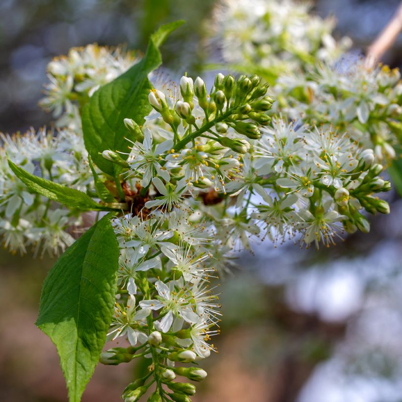 Prunus maackii Amber Beauty - Amurkers (Bloei)
