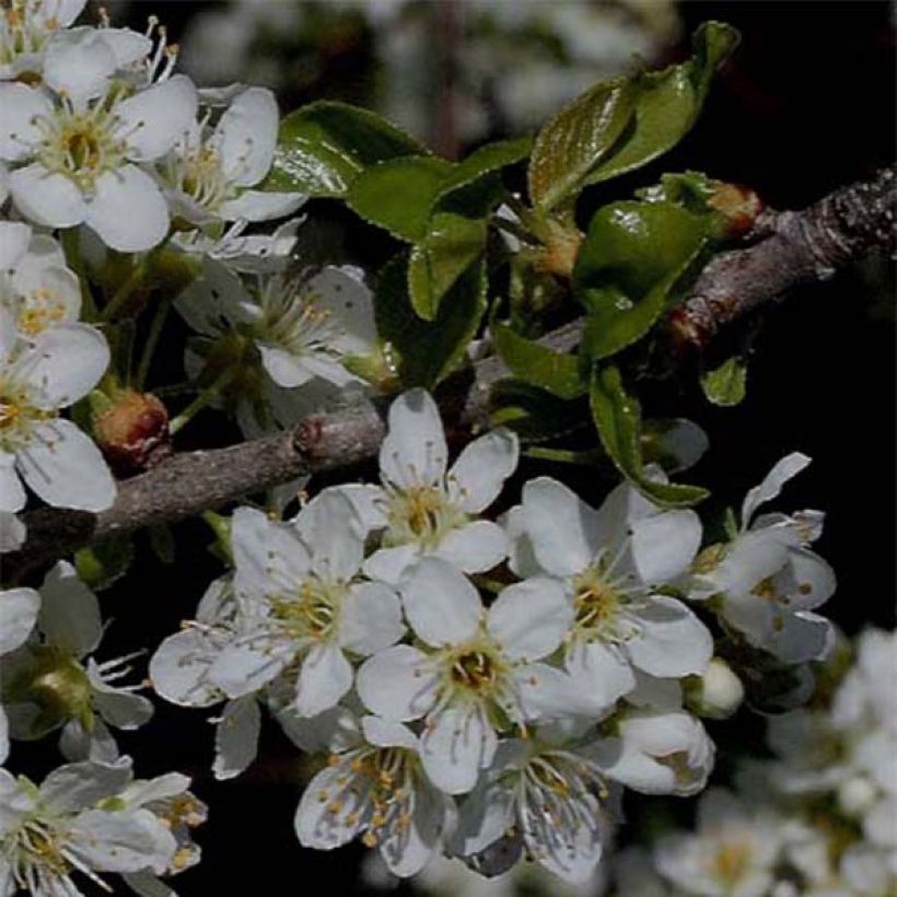 Prunus mahaleb - Weichselboom (Flowering)